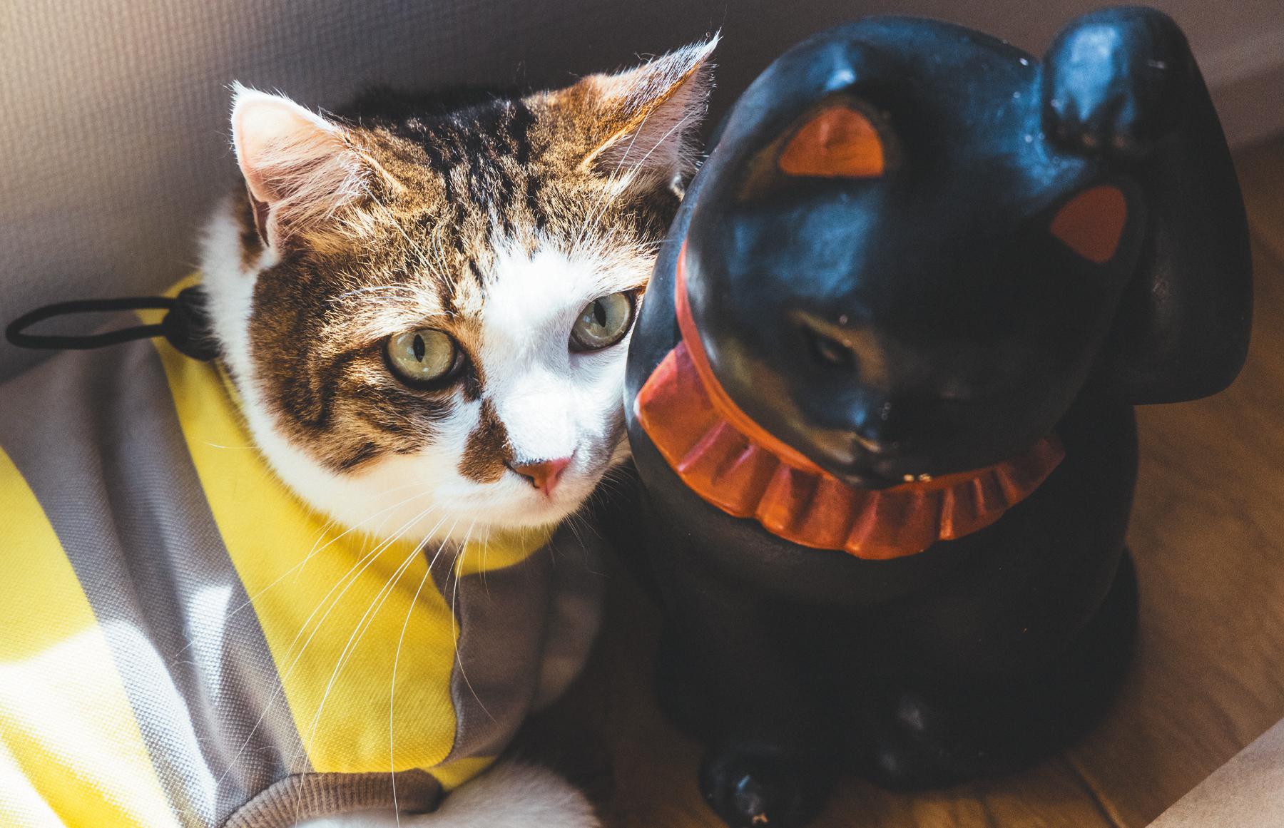 〈スターにゃんこ③〉命のリレーによって幸せを手に入れた奇跡の猫。