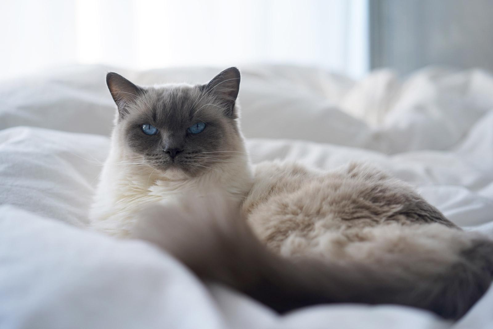 きたる猫の日、猫への愛を広めるのが「LINEギフト」で捗る件について