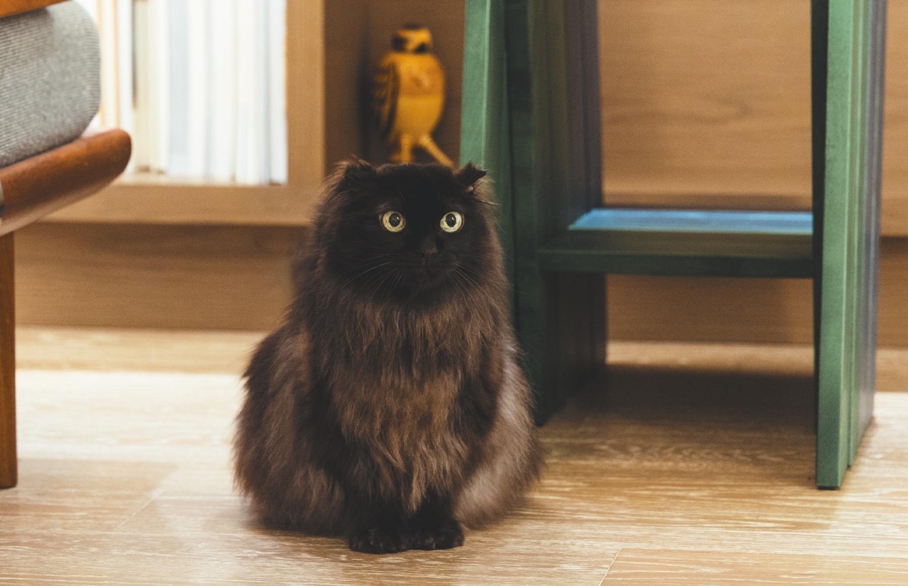 〈スターにゃんこ②〉フクロウのようなルックスに思わず二度見しちゃう!?