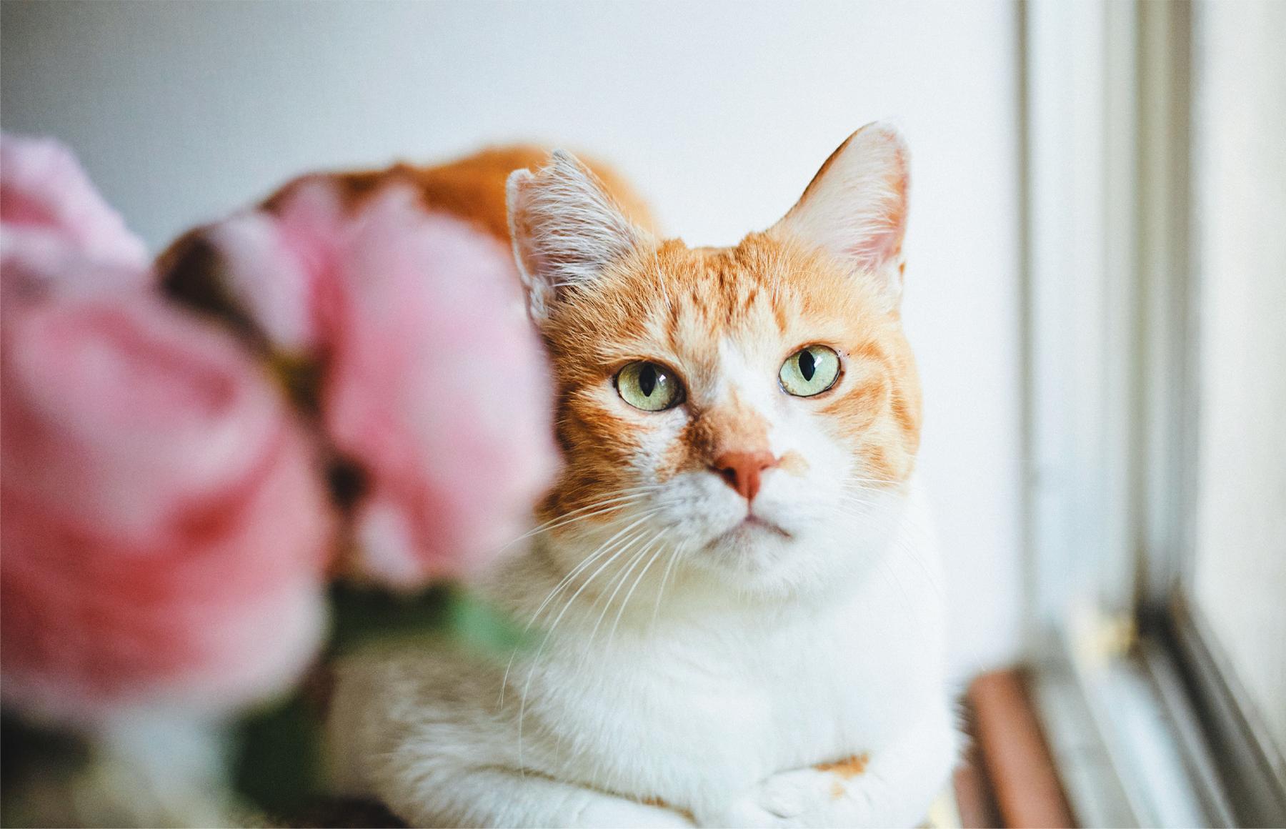 〈スターにゃんこ①〉お散歩動画が大反響！ 甘えん坊の猫武将。