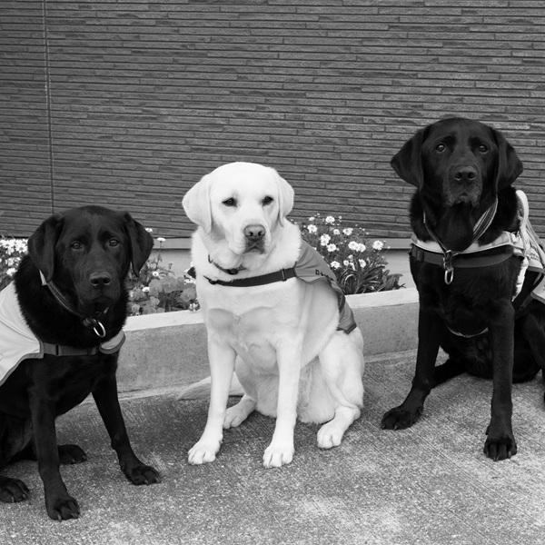 補助犬とユーザーをもっと想像＆想定することが大事。補助犬にも優しい社会とは？