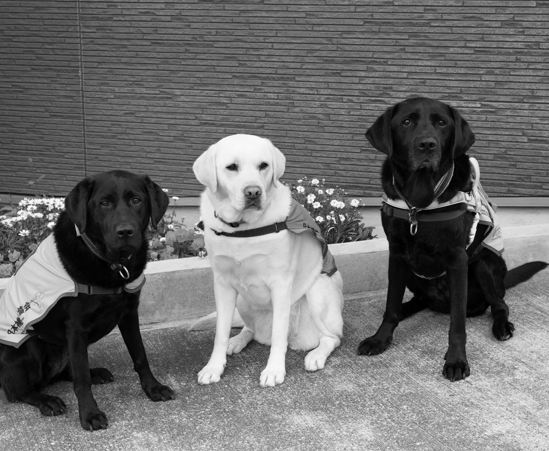 補助犬とユーザーをもっと想像＆想定することが大事。補助犬にも優しい社会とは？