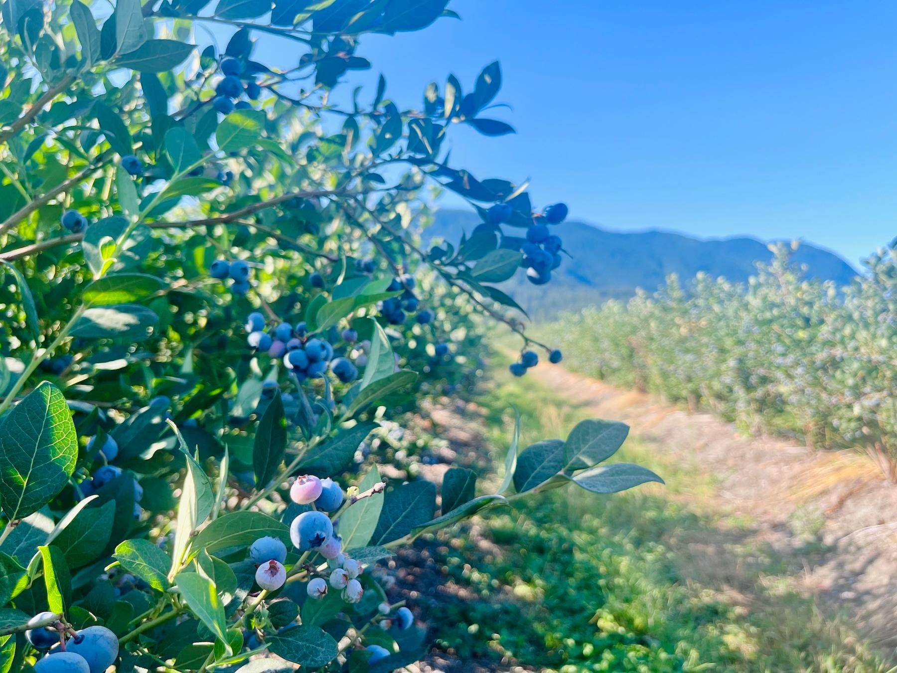 スーパーフード・ブルーベリーは生産地もスーパーでした。バンクーバーでの収穫＆リトリート体験レポ