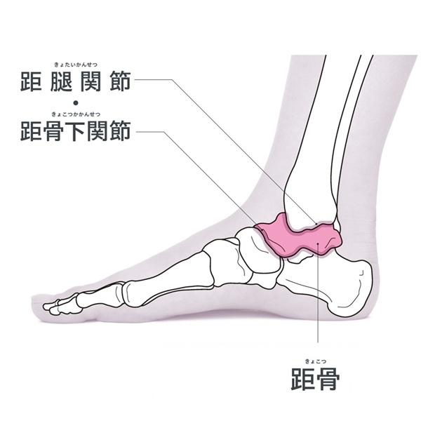 【骨トレ】足首の要・距骨のインナーケアで脚＆足の蓄積ゆがみを整える！