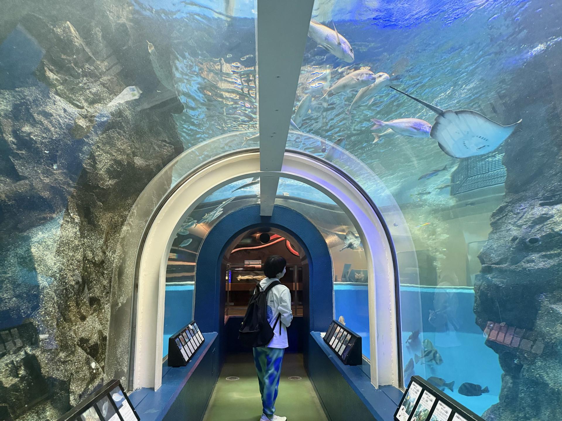 “蜃気楼”がキュートなご当地キャラに!? ミラたんや埋没林に出会える魚津の旅