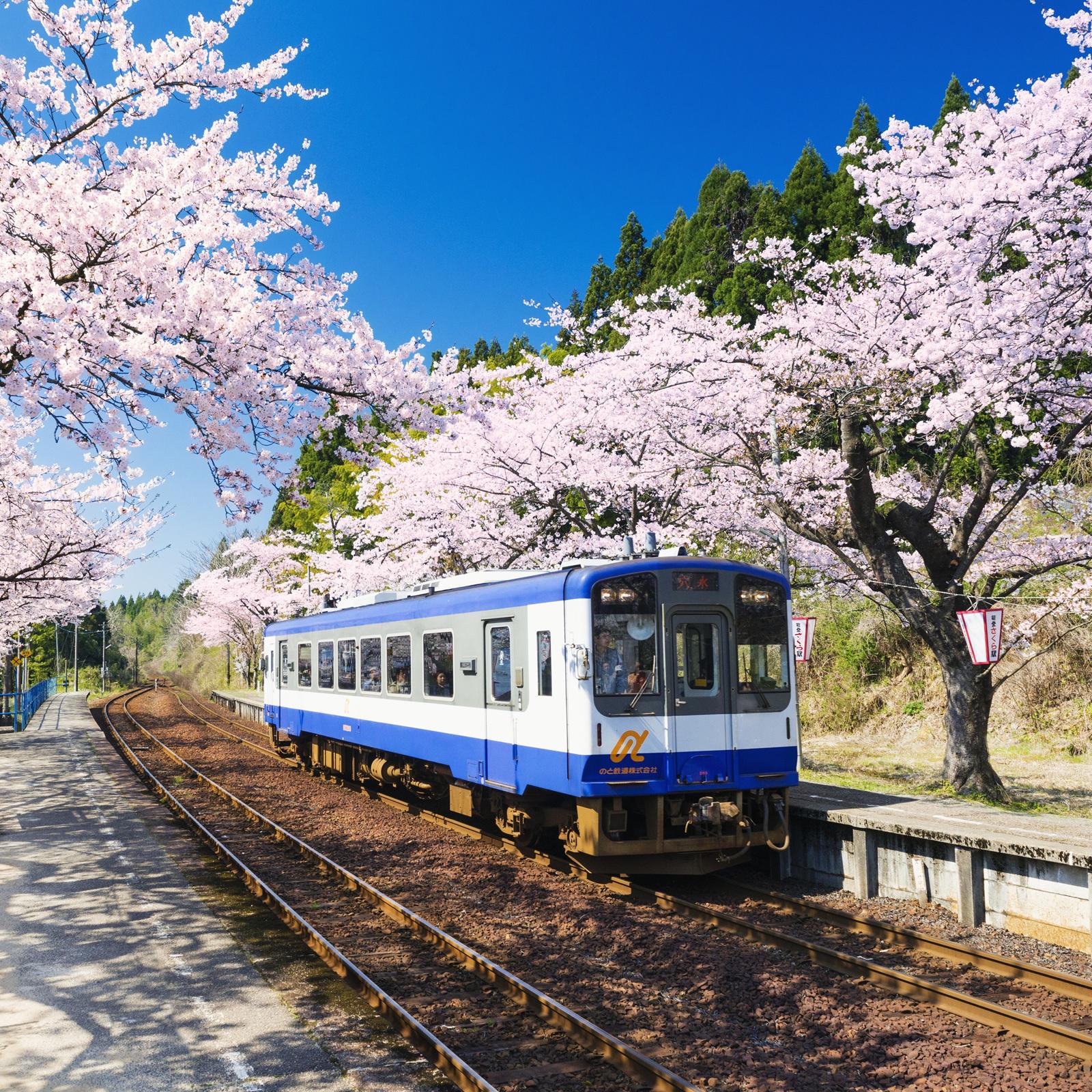 これからが見頃の個性豊かな桜たち。ローカル線で辿り着く“秘密の桜”