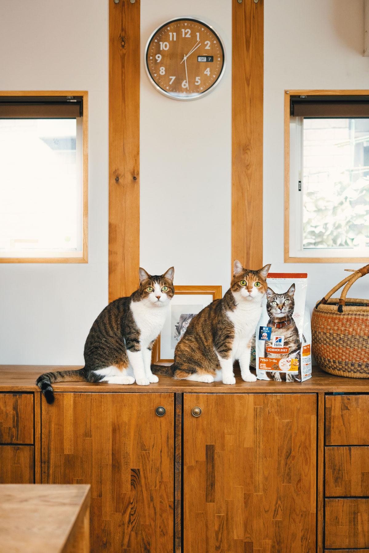 獣医師が教えてくれた“猫に腸活（※1）”のススメ 毎日食べるフードで始める愛猫の腸活（※1）習慣！