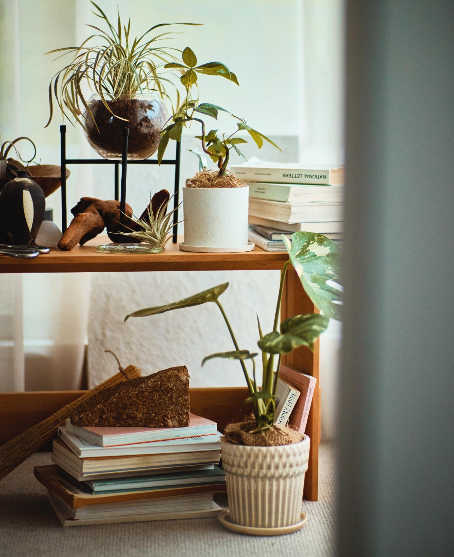 条件に合わせて、お気に入りを選ぼう! お部屋環境&ライフスタイル別おすすめ植物10選