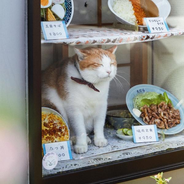 海外からもファン来店! そば店の親子看板猫・コン&ペタ郎