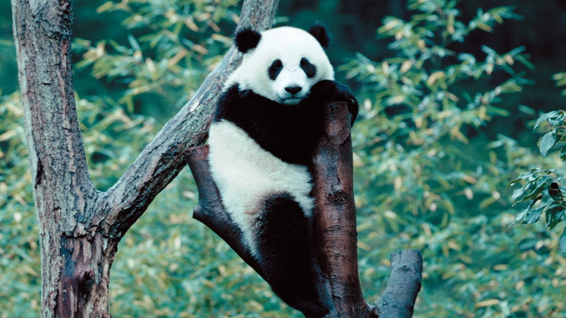 パンダロスに陥っている全パンダ推しのみなさんへ。映画『パンダのすごい世界』公開