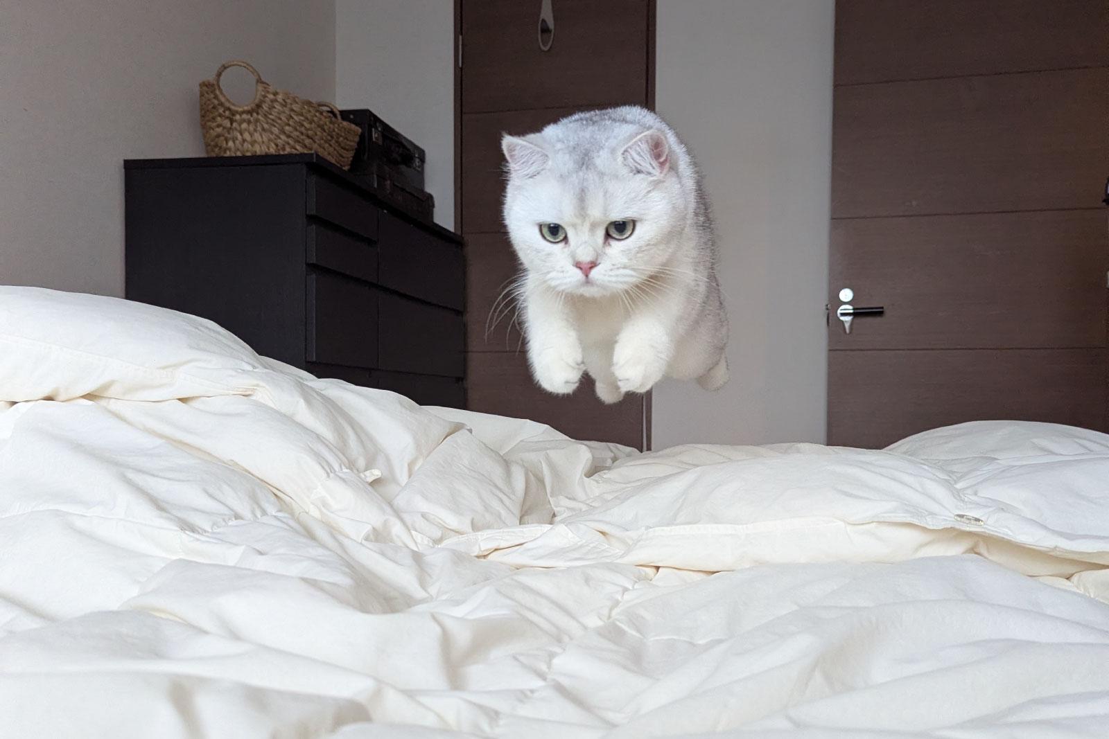 この1枚はこう撮った! MARCOさんが明かす愛猫の撮影テクニック